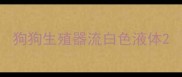 狗狗生殖器流白色液体