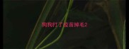 狗狗打了疫苗掉毛