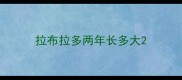拉布拉多两年长多大