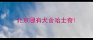 北京哪有犬舍哈士奇