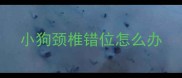 小狗颈椎错位怎么办