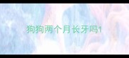 狗狗两个月长牙吗