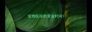 宠物医院的营业时间