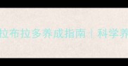 不掉毛的拉布拉多养成指南科学养宠全攻略