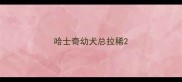 哈士奇幼犬总拉稀