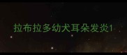 拉布拉多幼犬耳朵发炎
