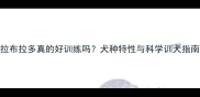 拉布拉多真的好训练吗犬种特性与科学训犬指南
