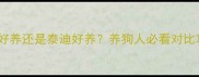 萨摩好养还是泰迪好养养狗人必看对比攻略