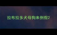 拉布拉多犬母狗来例假