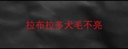 拉布拉多犬毛不亮