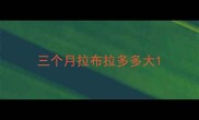 三个月拉布拉多多大