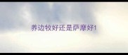 养边牧好还是萨摩好