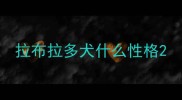 拉布拉多犬什么性格