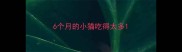 6个月的小猫吃得太多