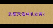 到夏天猫咪毛发黄