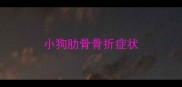 小狗肋骨骨折症状