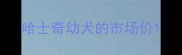 哈士奇幼犬的市场价