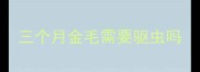 三个月金毛需要驱虫吗