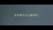 金毛春天会大量掉毛