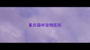 重庆猫咪宠物医院