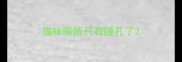 猫咪眼睛只有瞳孔了