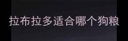 拉布拉多适合哪个狗粮