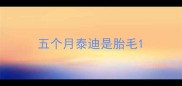 五个月泰迪是胎毛