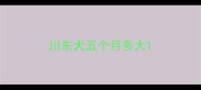 川东犬五个月多大