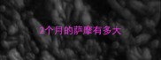 2个月的萨摩有多大