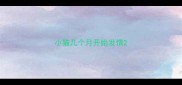小猫几个月开始发情