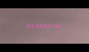 牧羊犬疫苗多少钱