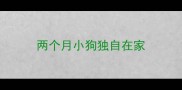 两个月小狗独自在家
