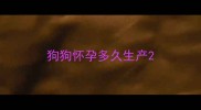 狗狗怀孕多久生产