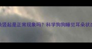 小狗睡觉耳朵竖起是正常现象吗科学狗狗睡觉耳朵状态与健康隐患