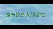 拉布拉多犬的習性