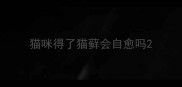 猫咪得了猫藓会自愈吗