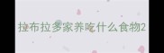 拉布拉多家养吃什么食物