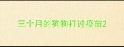 三个月的狗狗打过疫苗