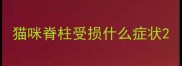 猫咪脊柱受损什么症状