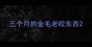 三个月的金毛老咬东西