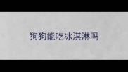 狗狗能吃冰淇淋吗