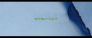 狼犬狗4个月多大