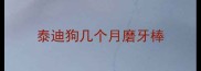 泰迪狗几个月磨牙棒