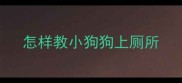怎样教小狗狗上厕所