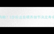 狗狗多大不用泡狗粮3岁后这些喂养细节决定寿命附科学喂养指南