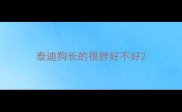 泰迪狗长的很胖好不好
