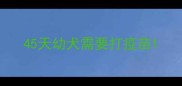 45天幼犬需要打疫苗