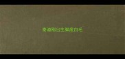 泰迪刚出生脚底白毛