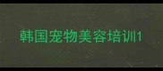 韩国宠物美容培训