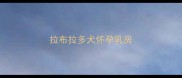 拉布拉多犬怀孕乳房